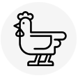chicken_icon