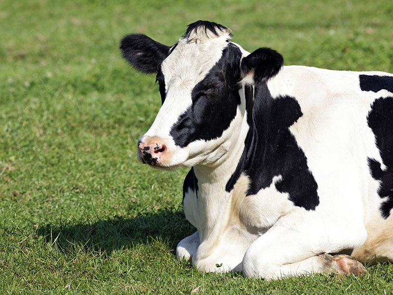 cows