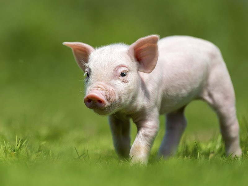 pig
